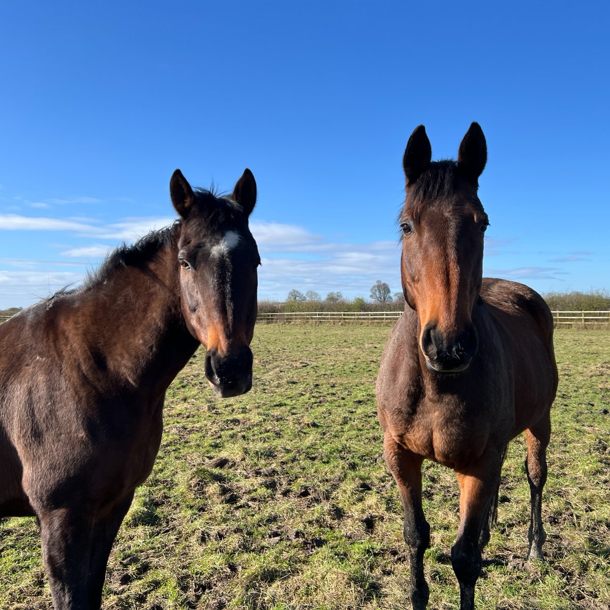 Would you like to receive EXCLUSIVE updates, offers, and an invitation to our special VIP Day? Our Friends of Bransby Horses members receive all that for as little as £5 a month! Sign up to become a member today 👇 bit.ly/3xEhhbq