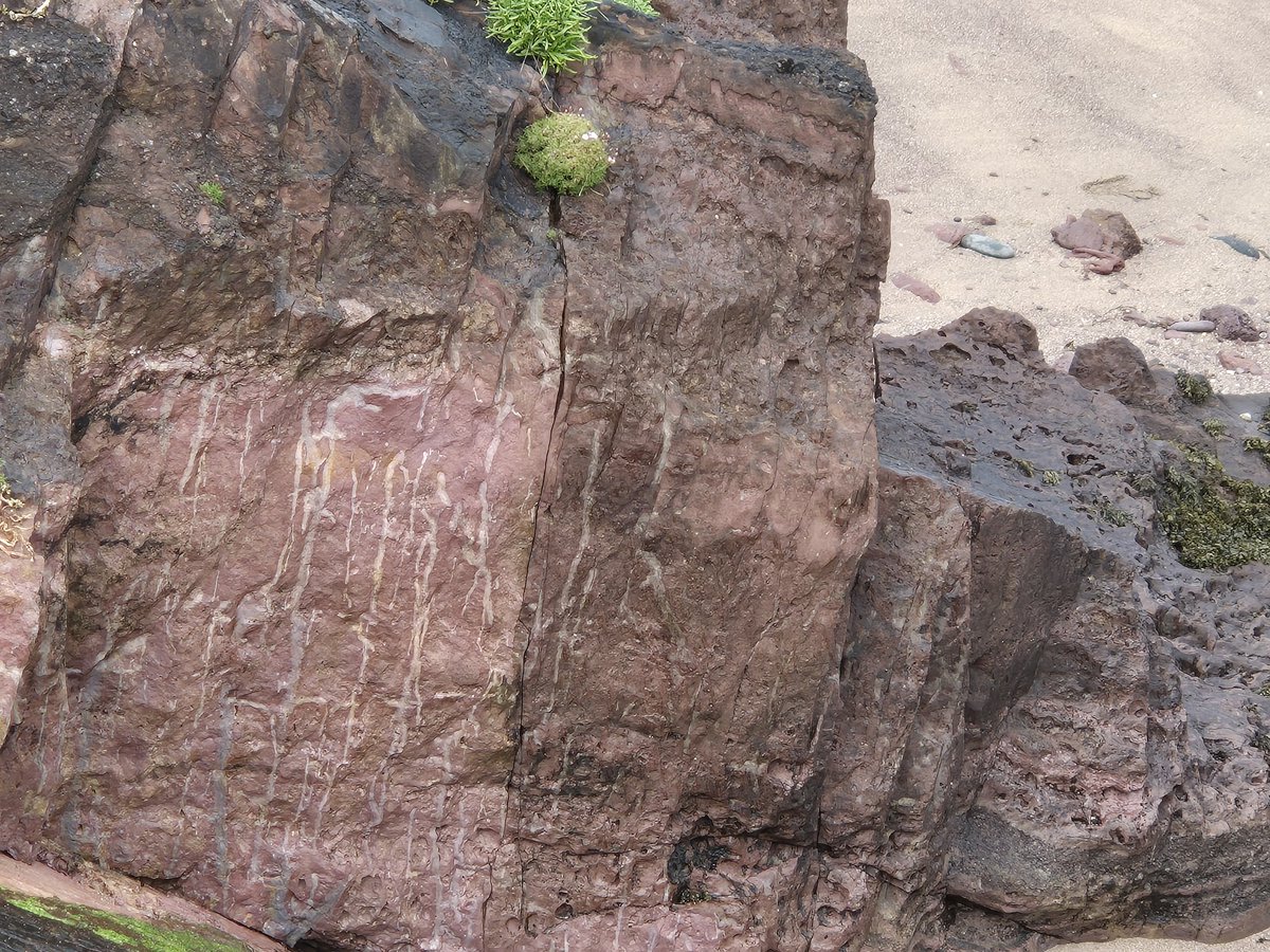 Valentia Slate (@valslate) on Twitter photo At Wine Strand on the Dingle Peninsula last weekend with Cork Geological Assoc led by Ken Higgs. Looking at rocks similar but a little older than <a href="/ValSlate/">Valentia Slate</a>. Also some similar structures which could be plant roots or perhaps ... Devonian fungus! At Wine Strand on the Dingle Peninsula last weekend with Cork Geological Assoc led by Ken Higgs. Looking at rocks similar but a little older than <a href="/ValSlate/">Valentia Slate</a>. Also some similar structures which could be plant roots or perhaps ... Devonian fungus!