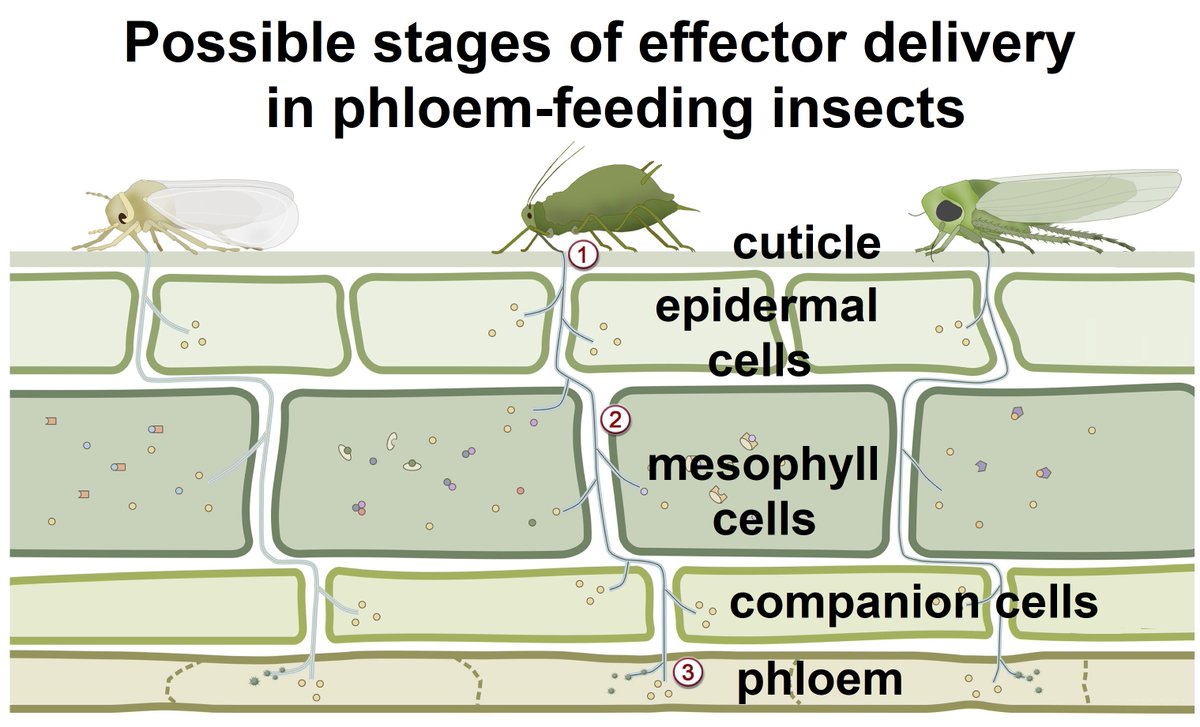 PestinfoW's tweet photo. Review of #effector proteins in the saliva of phloem-feeding #insects, important #pests in #agriculture and vectors of plant diseases by @jade_bleau, @NamamiGaur and others like @BosJorunn in the journal @MPMIjournal - https://t.co/tArRj3vlCJ 🔓 https://t.co/BZR6njarsx