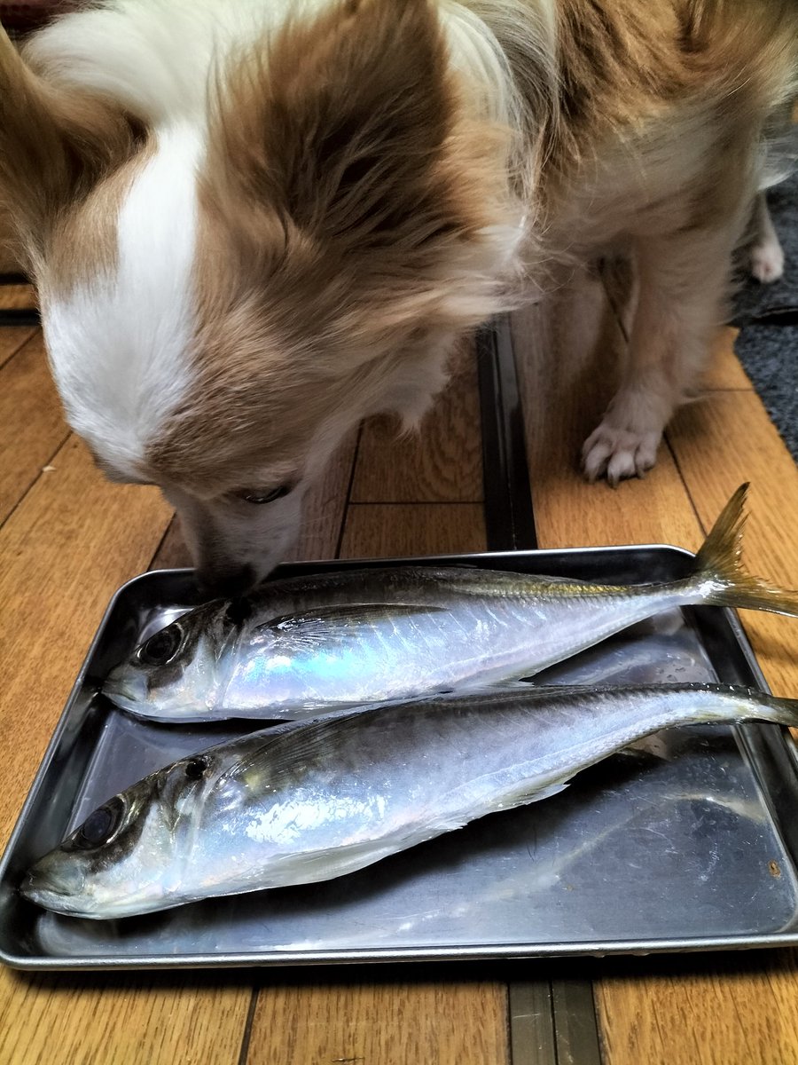 kanoa1107's tweet photo. かあちゃん、これはなんですか？
かあちゃんが釣ってきたアジと言う魚ですよ
興味ナシ😔
冷凍ササミにはかぶりつく勢いのキキさんでした😁
#キキ　#繁殖引退犬　#チワコ　#家族になり２ヶ月すぎました https://t.co/o66ykhRlB7