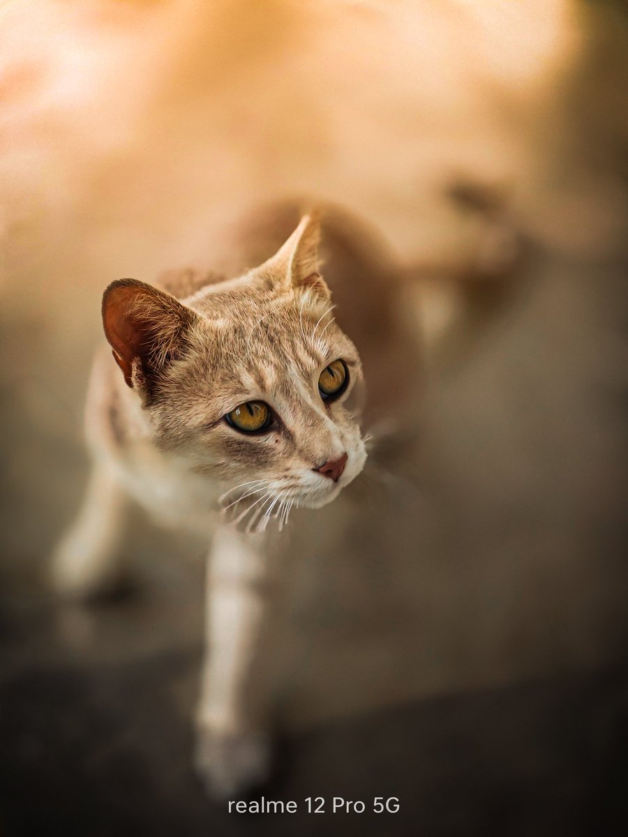 anaam_farooq's tweet photo. The realmeow 😾
#shotonrealme #ShotOnSnapdragon #realme12proseries5g #beaportraitmaster
@ChaseXu_ @FrancisRealme @realmeIndia @realmeglobal @skyli_realme https://t.co/w3yJzZM8EZ