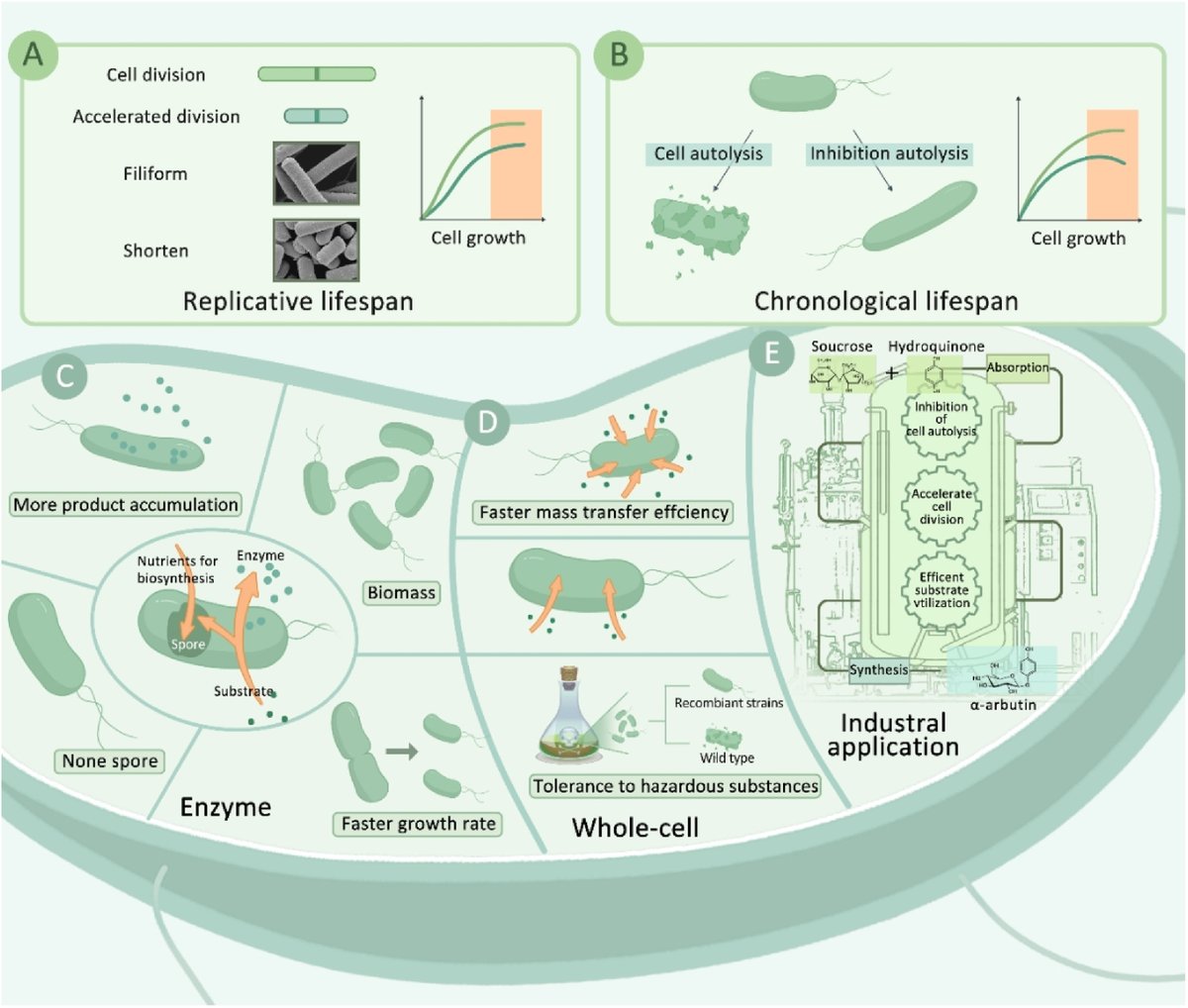 Design-build-test of recombinant Bacillus subtilischassis cell by lifespan engineering for robust bioprocesses

-in Synthetic and Systems Biotechnology

sciencedirect.com/science/articl…