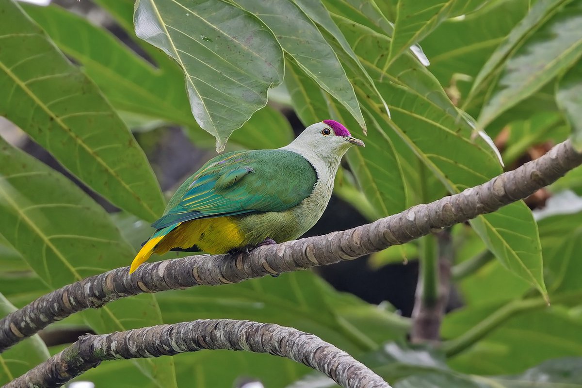 With a little blood, a hell of a lot of sweat, and a few tears, not to mention a lot of laughs and a few beers, our Micronesian adventure is drawing to a close. All gettable extant endemics seen, the last one the fine Kosrae Fruit Dove! #BirdsSeenIn2024 @Birdquest @CanonUKandIE