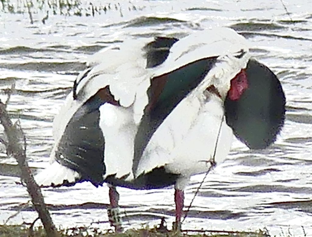 Update from @r_green24 on the #ColourRinged Shelduck (Lime Green ZL) at @RSPBSaltholme on 11/4/24. The bird was ringed at @WWTMartinMere on 25//11/19 and this was surprisingly it’s first sighting since then. @teesmouthbc @teesbirds1 @rings_ne