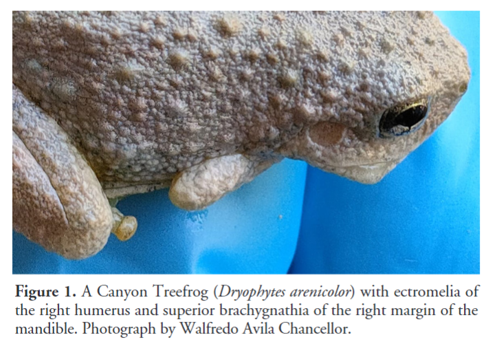 'Anomalies and parasite infestation in the Canyon Tree Frog Dryophytes arenicolor Cope 1866 (Anura: Hylidae) from Mexico' by Castro-Bastidas et al. (2024) has recently been published in #ReptilesandAmphibians: doi.org/10.17161/randa… #Herpetology #Amphibians #Frogs #FrogFriday