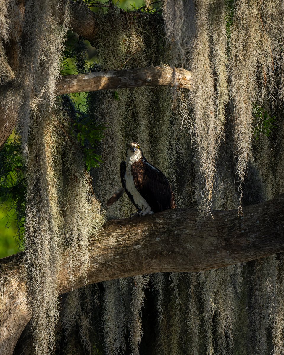 Surrounded by Spanish Moss...
Osprey
#photography #NaturePhotography #wildlifephotography #thelittlethings
