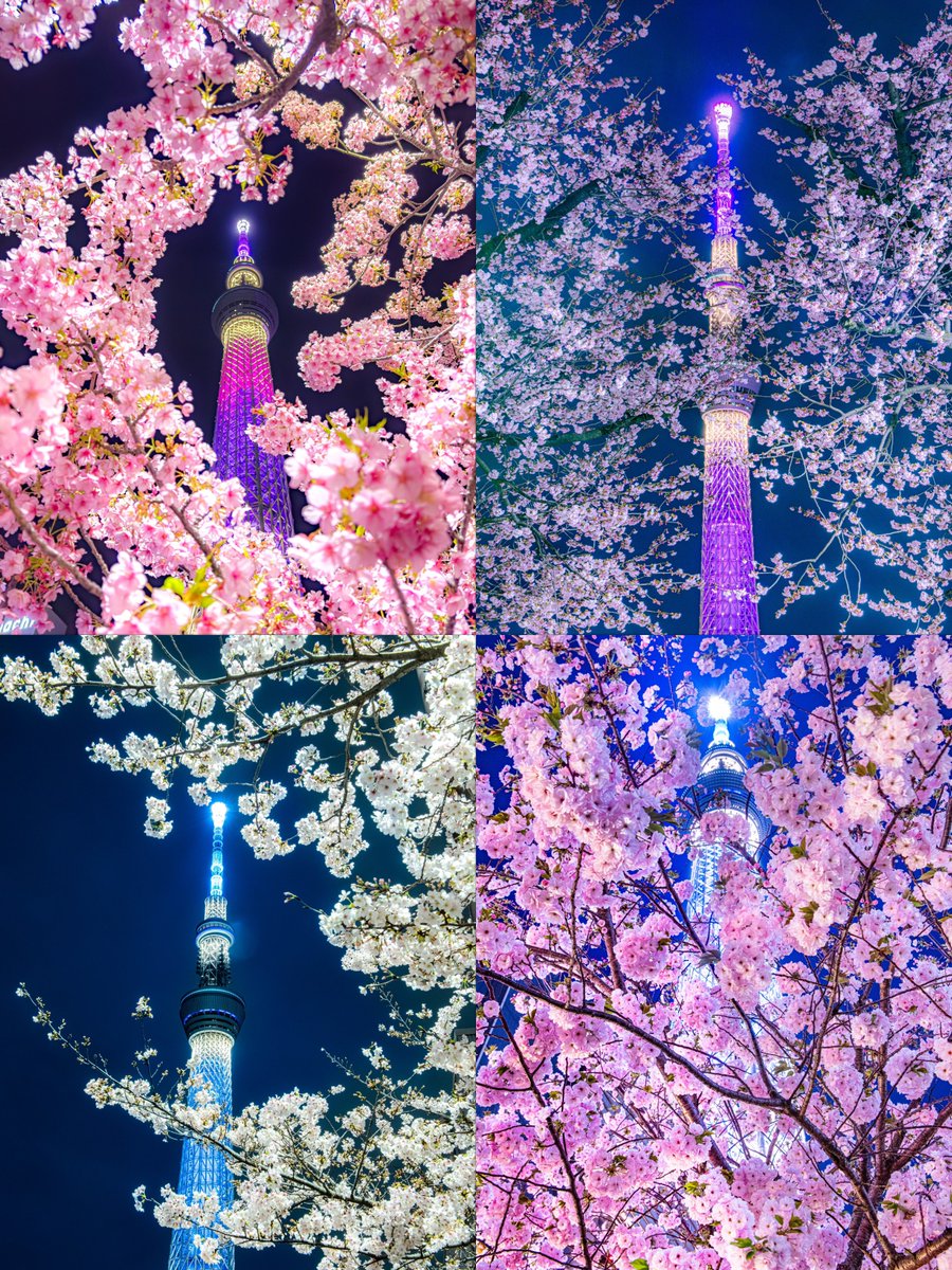 河津桜から始まり、大寒桜、染井吉野、そして最後は八重桜🌸

今年もありがとうございました🌸