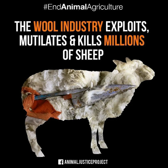 Many people think that wool is a harmless product, but the truth is far from it. The wool industry is not only deadly to sheep, but also to the environment and human health. 😱 Please stop wearing wool... 🙏🌱 #wool #sheep #SheepsWool #WoolIndustry #knitting #WoolIsCruel