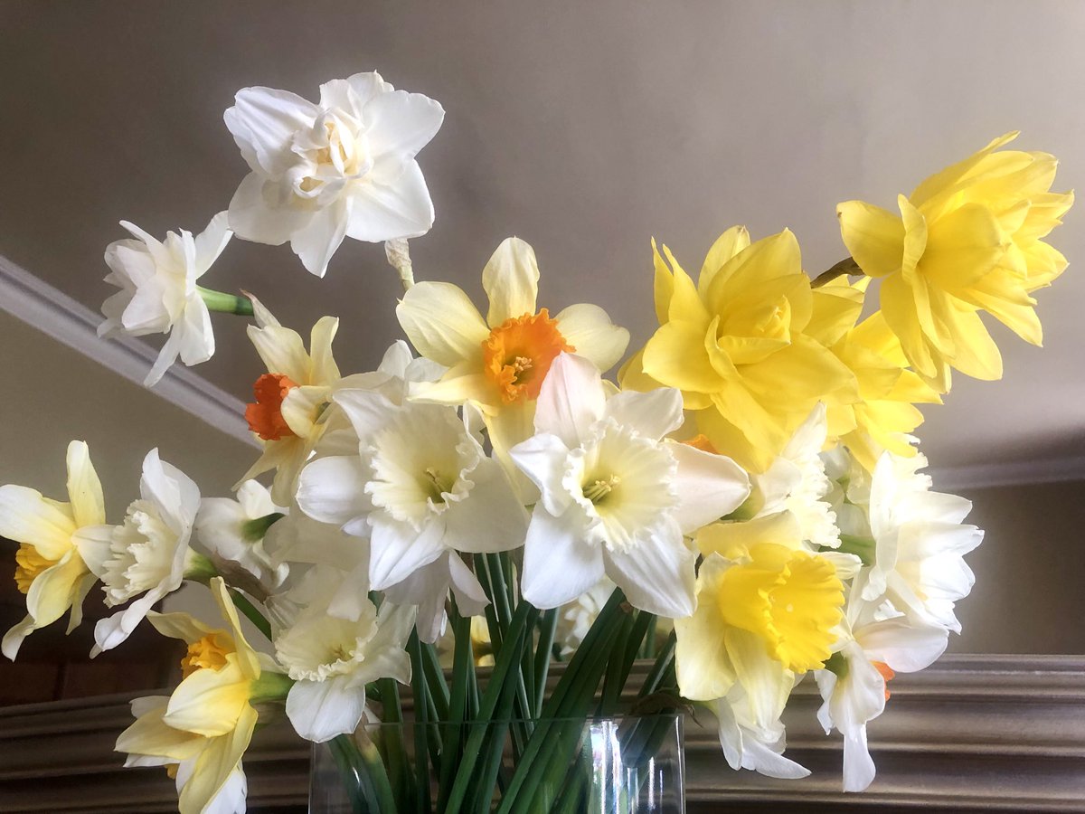 When it comes to cut flowers, daffies from the garden really boss it. 💖