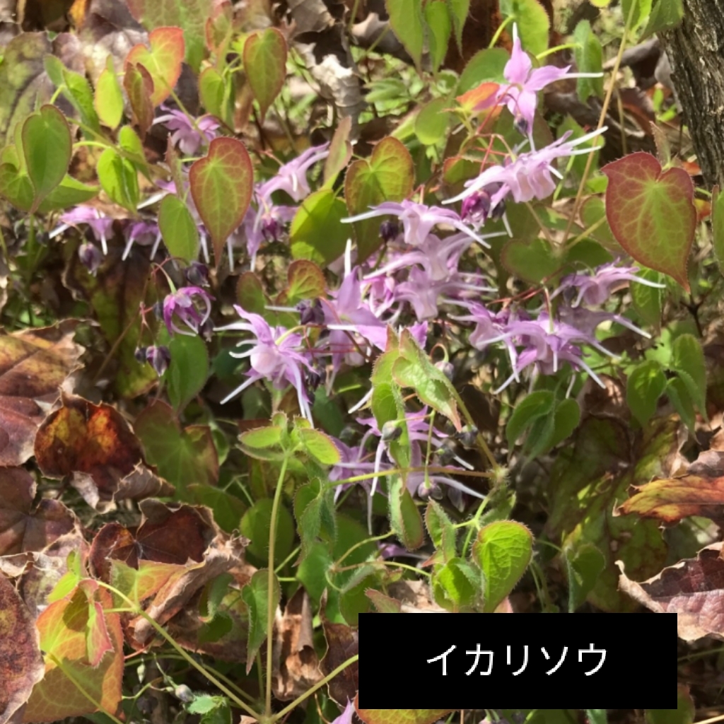 レモンバーベナの根元で、イカリソウの花が咲いています。 薄紫色の花は、その名前の通り船の錨を彷彿させる独特の花の形をしています。 【イカリソウ】生薬名：インヨウカク（淫羊霍）；薬用部位：地上部 #京都大学 #薬学部 #薬用植物 #植物園 #イカリソウ #インヨウカク #淫羊霍 #花の写真