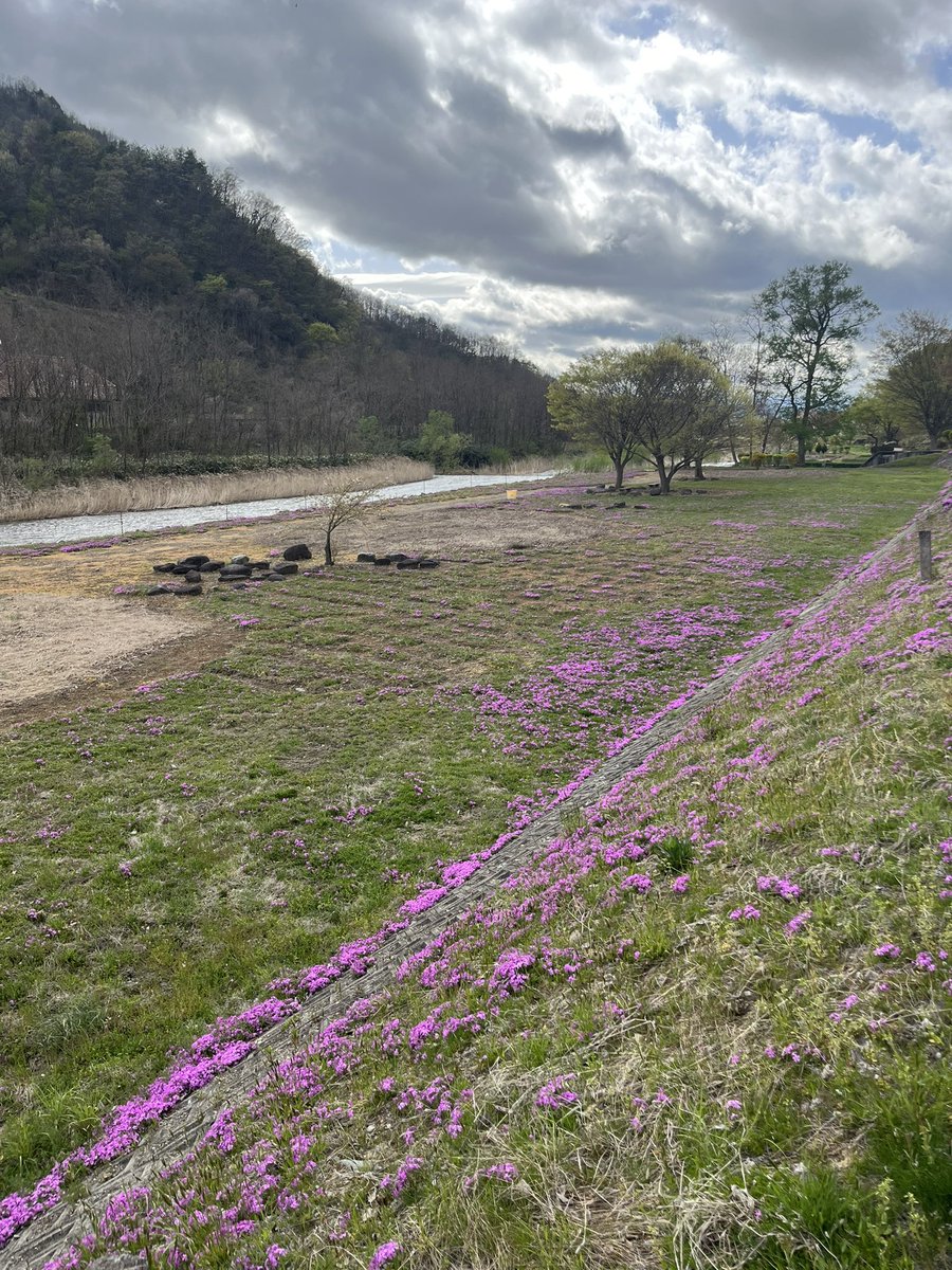 今日の山形市。
立谷川の芝桜の様子✋🏻