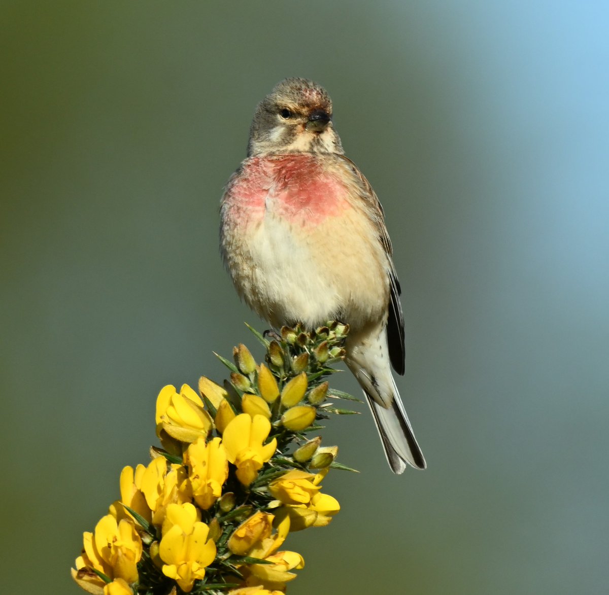 Pristine Male Linnet on Anglesey @Natures_Voice @NatureUK #wildlife #nature #birds #birdwatching #birdphotography #nikon #anglesey