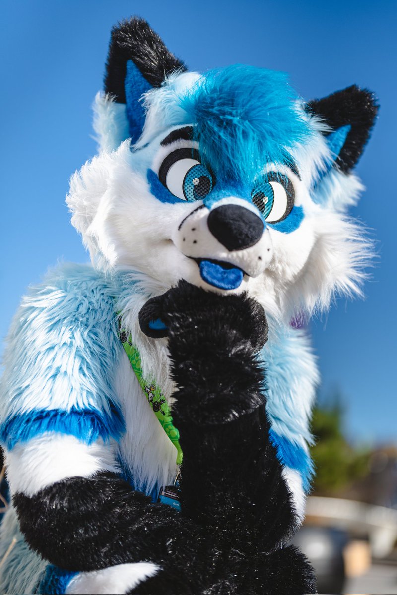 Not a single thought behind those precious eyes. 📷 by @Nighti331 💙 #FursuitFriday