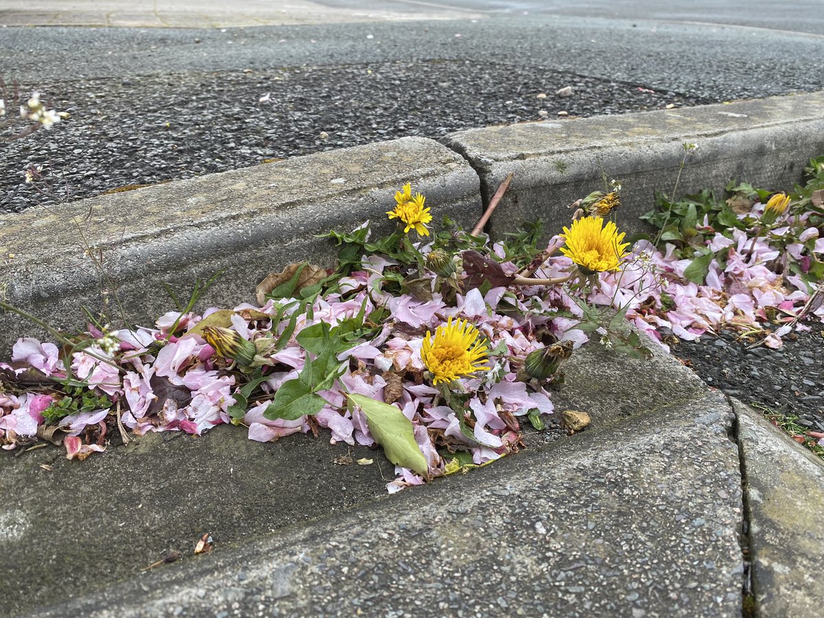 Cherry and dandelion springtime gutters