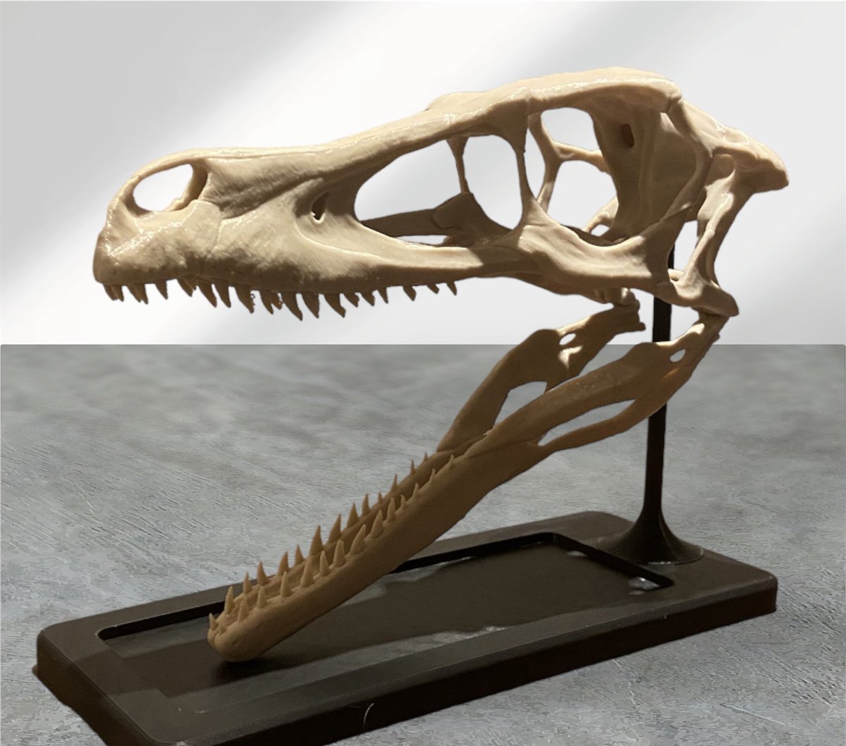 3D printed #velociraptor skull in it’s true size on this #fossilfriday 🤩🤩 

3dpaleo.nl

#dinosaur #jurassicworld #jurassicpark #paleontology #paleontologie #3dprinting