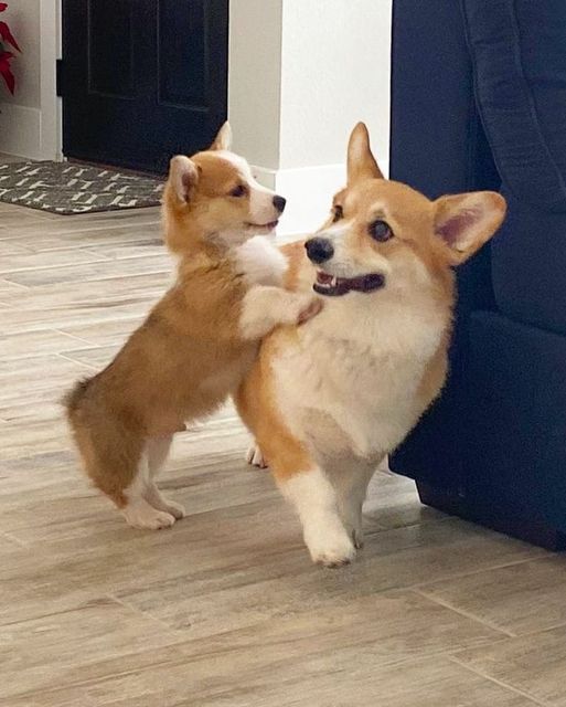 Great photograph 🥰🥰🥰 #corgi #corgilover #puppy #dogsoftwitter #YuriOnIce #TTPD #aIMee #London