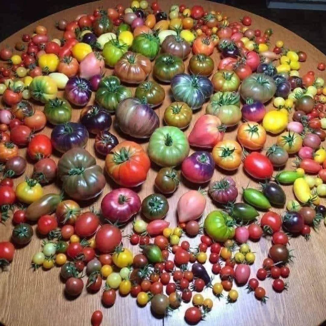 Más de 100 variedades de tomates