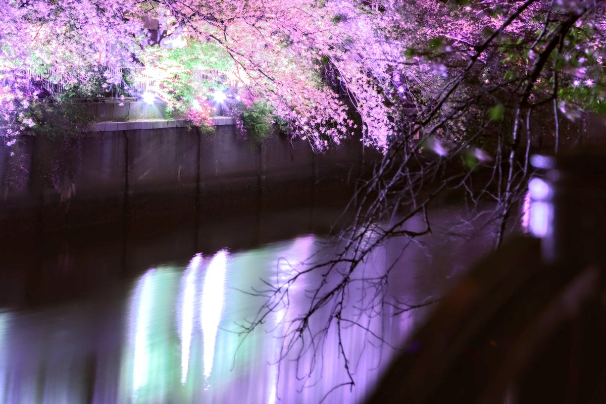 CANON_EOS_R5's tweet image. ✰*゚Ⴛ̅̀⊃かれㄜまՇ”ਭ ☪︎⋆。˚✩
♡°.*・。楽しい週末を゚.:。+☆
#ファインダー越しの私の世界ᅠ
#カメラ好きな人と繋がりたい
#TLを花でいっぱいにしよう
#横浜 #大岡川 #地元 #キャノン