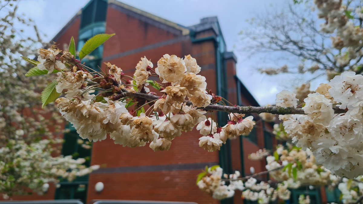 Prunus avium 'Plena' is gorgeous pure, snowy white for about 10 days. Then, regrettably, it enters what we call the 'Used Tea Bag' phase, which lasts a lot longer and looks extremely unappealing (below). We need to breed a self-dead-heading genotype. That would be a real winner.