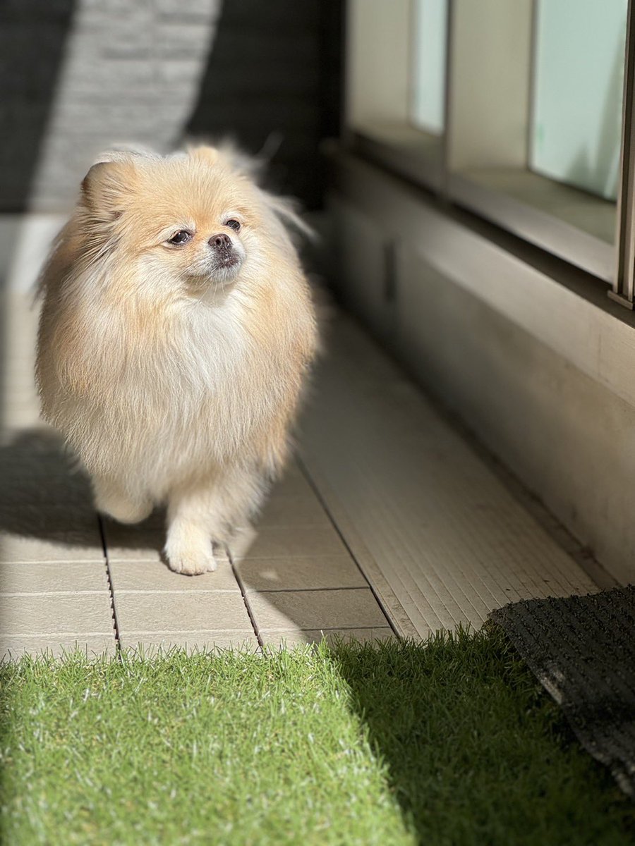 春の風を感じてる犬
#ポメラニアン