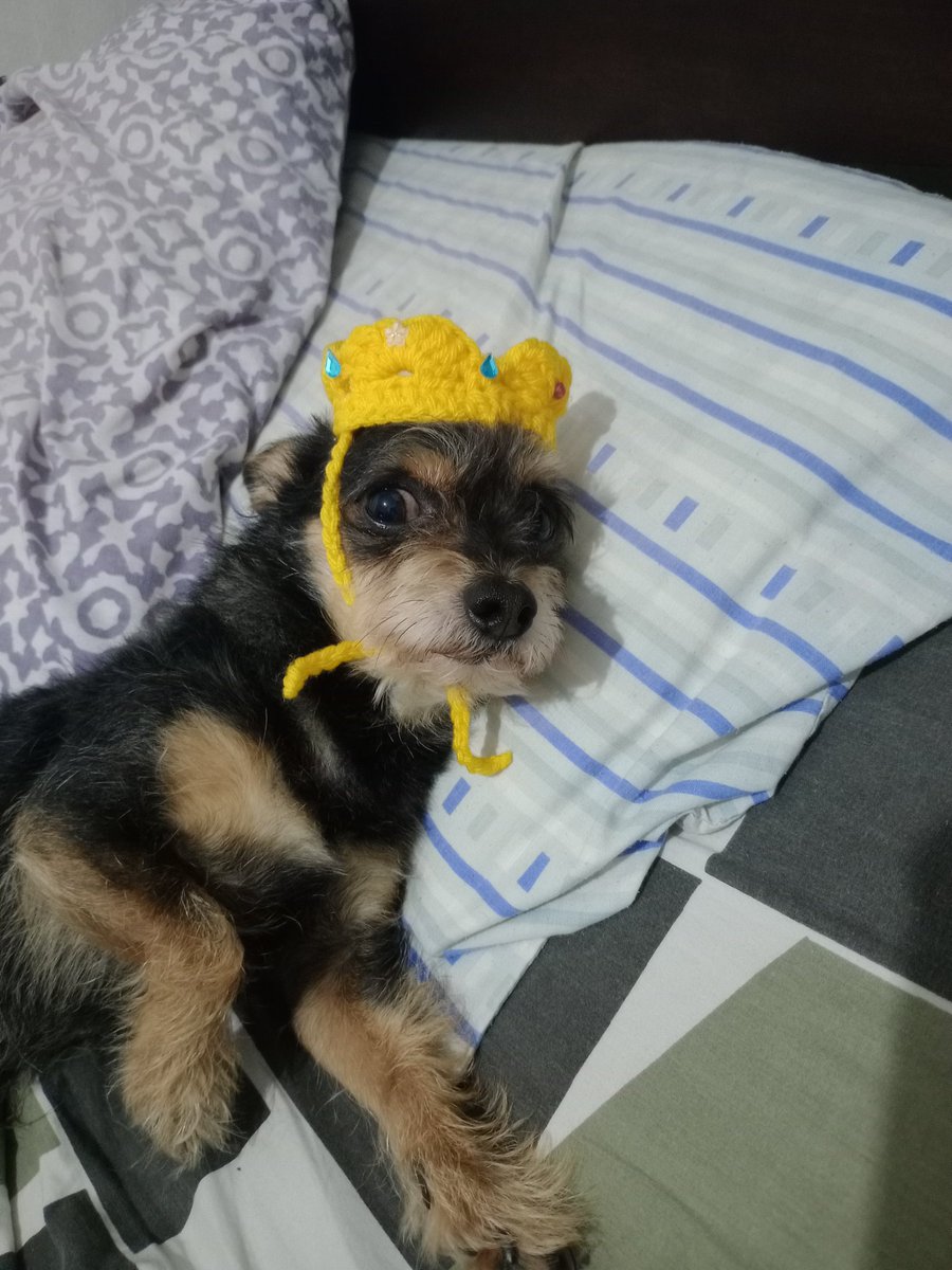 ivii_iv's tweet image. Responde con la última foto que le tomaste a tu mascota

Esa cara es porque deje de hacerle mimos jaja