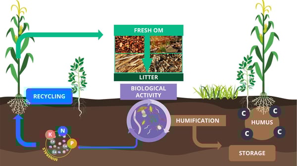 🌿🪱Introduction to Agroecology🪱🌿

Discover the natural functioning of our ecosystems and the techniques to explore in order to build sustainable and fertile agricultural systems, in this course provided by Ver de Terre Production :
👉vdt-en.thinkific.com/courses/introd…

#urbaneproject