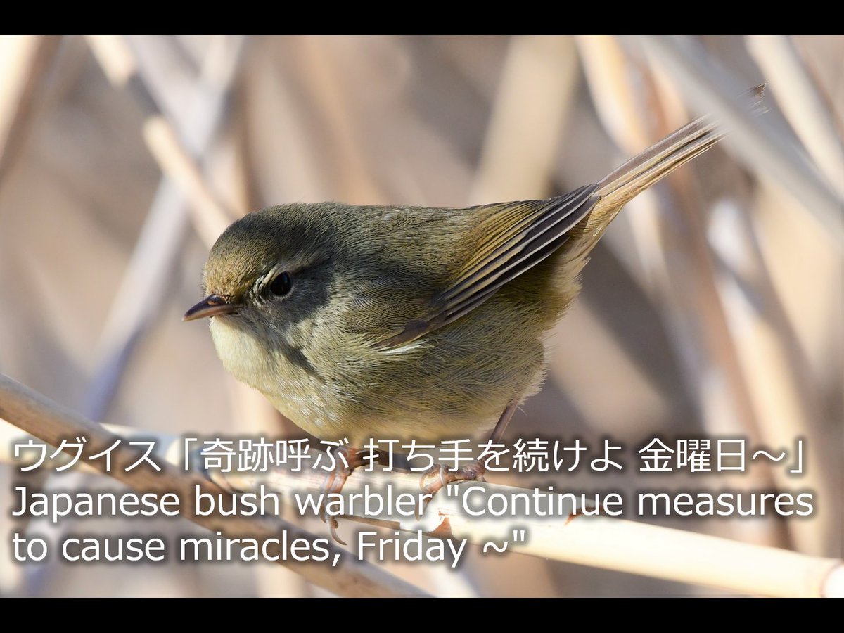 Bird Photo DL on photoAC(free!)/Adobe Stock/PIXTA
photo-ac.com/profile/240158…
adobe.ly/3vbA35j
creator.pixta.jp/@jzpf/photos
#野鳥川柳 #川柳 #金曜日 #きんようび #BirdSenryu #Friday #野鳥 #bird #birdwatching #birdphotography