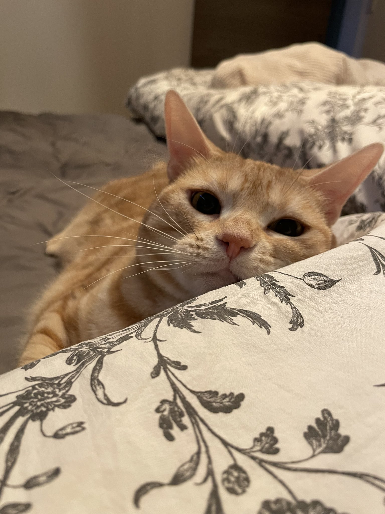 吾輩は猫ニートである。 on X: 