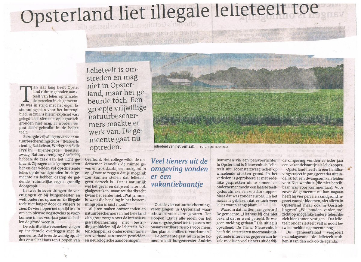 Opsterland staat op tegen illegale #lelieteelt in de gemeente. Veel tieners uit de omgeving vonden er een vakantiebaantje. lc.nl/friesland/opst…