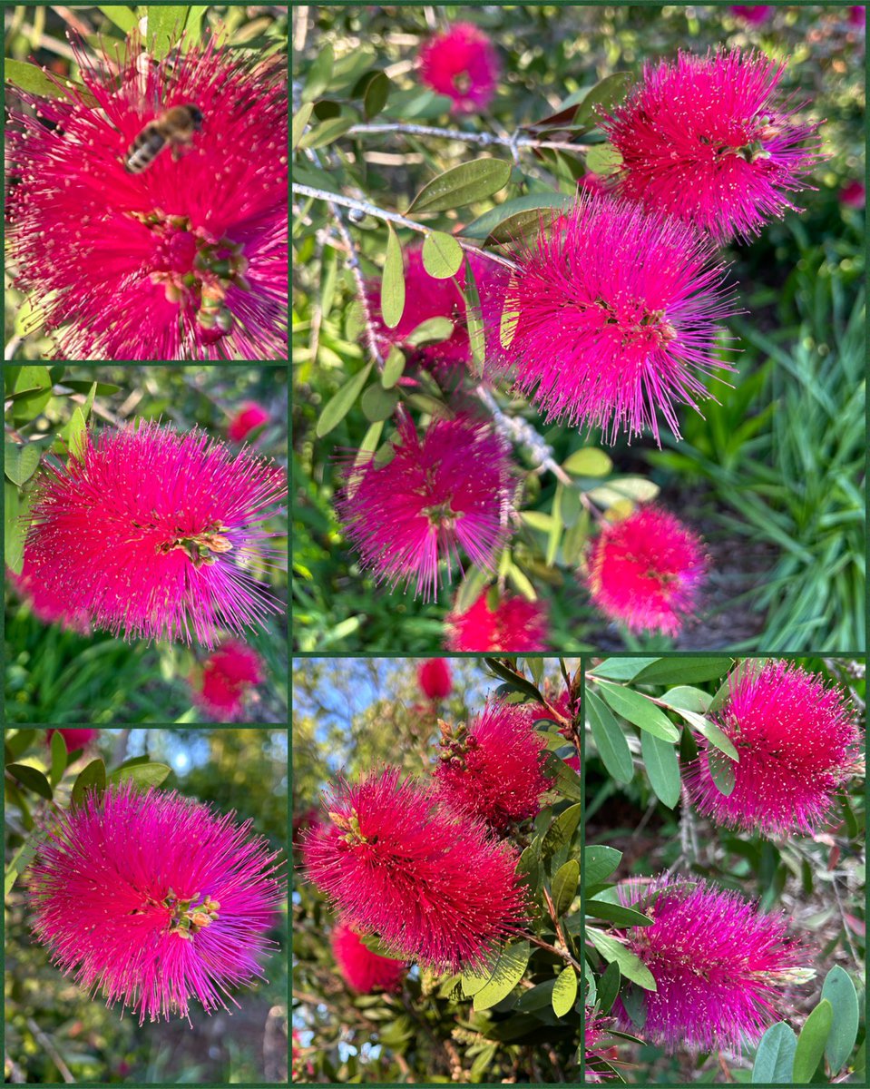 #FlowersOnFriday is my gorgeous neon pink Callistemon it is over six foot and huge. It is the perfect color and the bees adore it. Since this one has done so well I ordered a red one that is coming next week #Flowers #Gardening #Plants #GotToBeNC #HappyFriday #FlowerPhotography