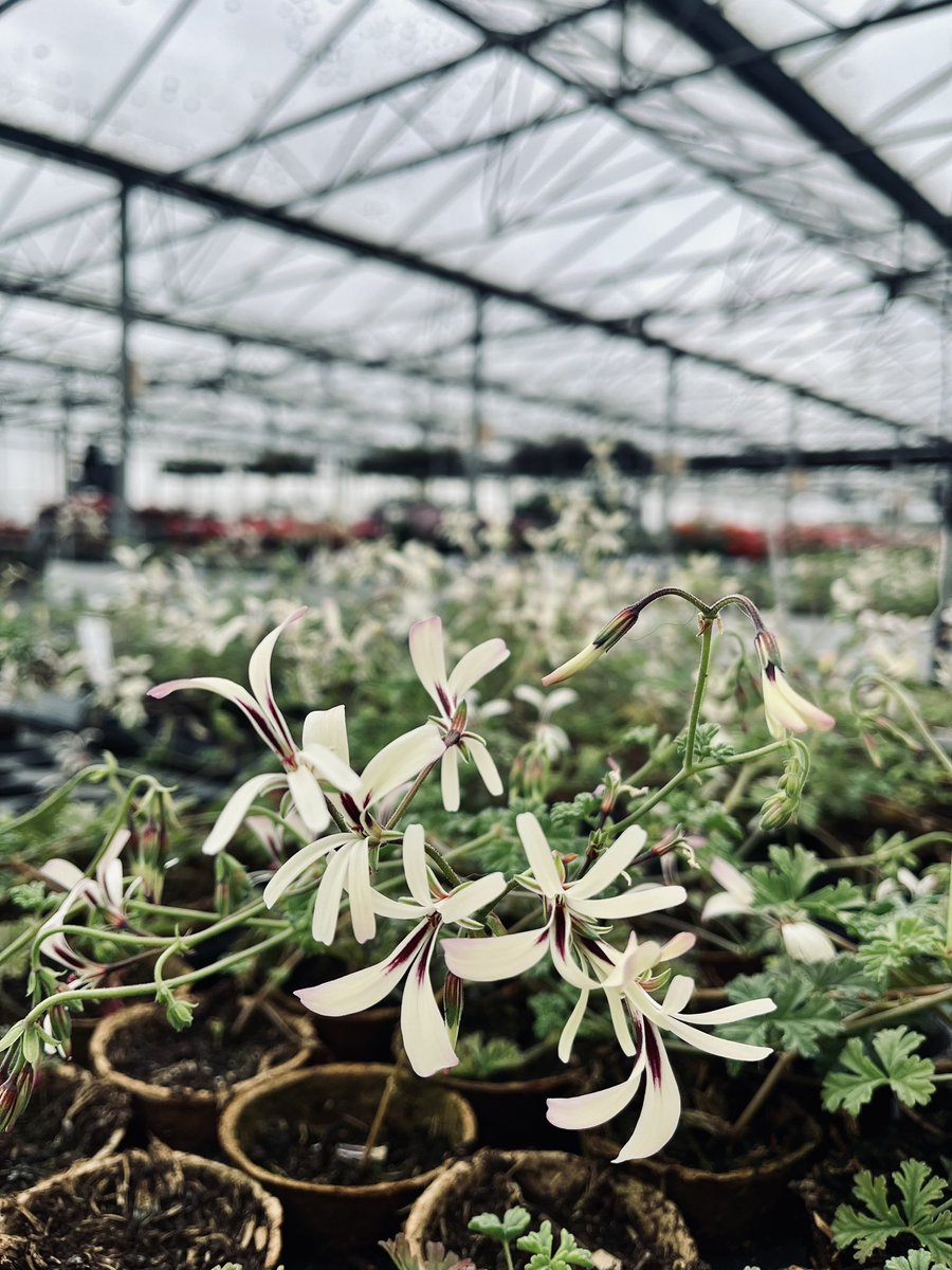 Fibrex Nurseries (@fibrexnurseries) on Twitter photo The most delicate of blooms on the charming Species P. Trifidum. We just can’t get enough of this Pelargonium 😍 The most delicate of blooms on the charming Species P. Trifidum. We just can’t get enough of this Pelargonium 😍