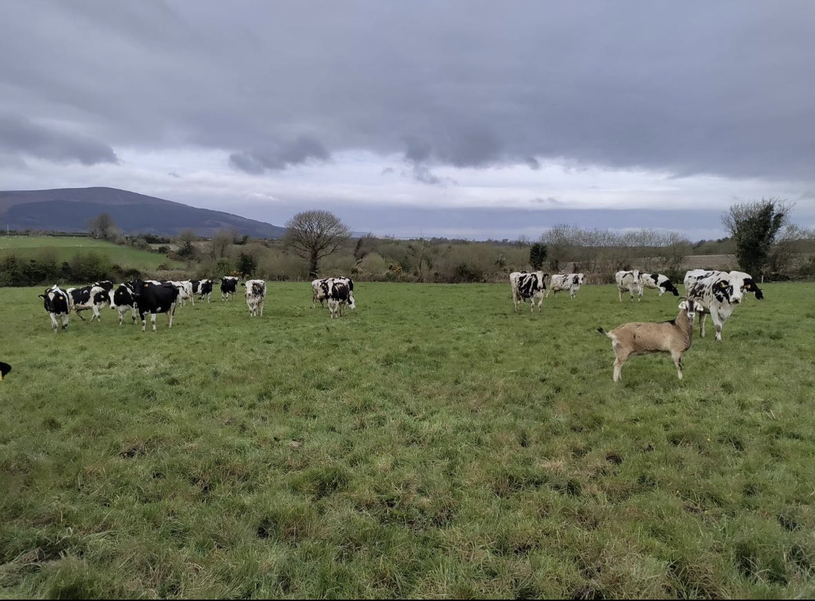 Spot the odd one out!🐐

Our Intouch specialist MJ Doran checked in with one of our farmers in Carlow this week.

This farmer has turned cows out full time with the recent turn to drier weather. 
#intouchnutrition