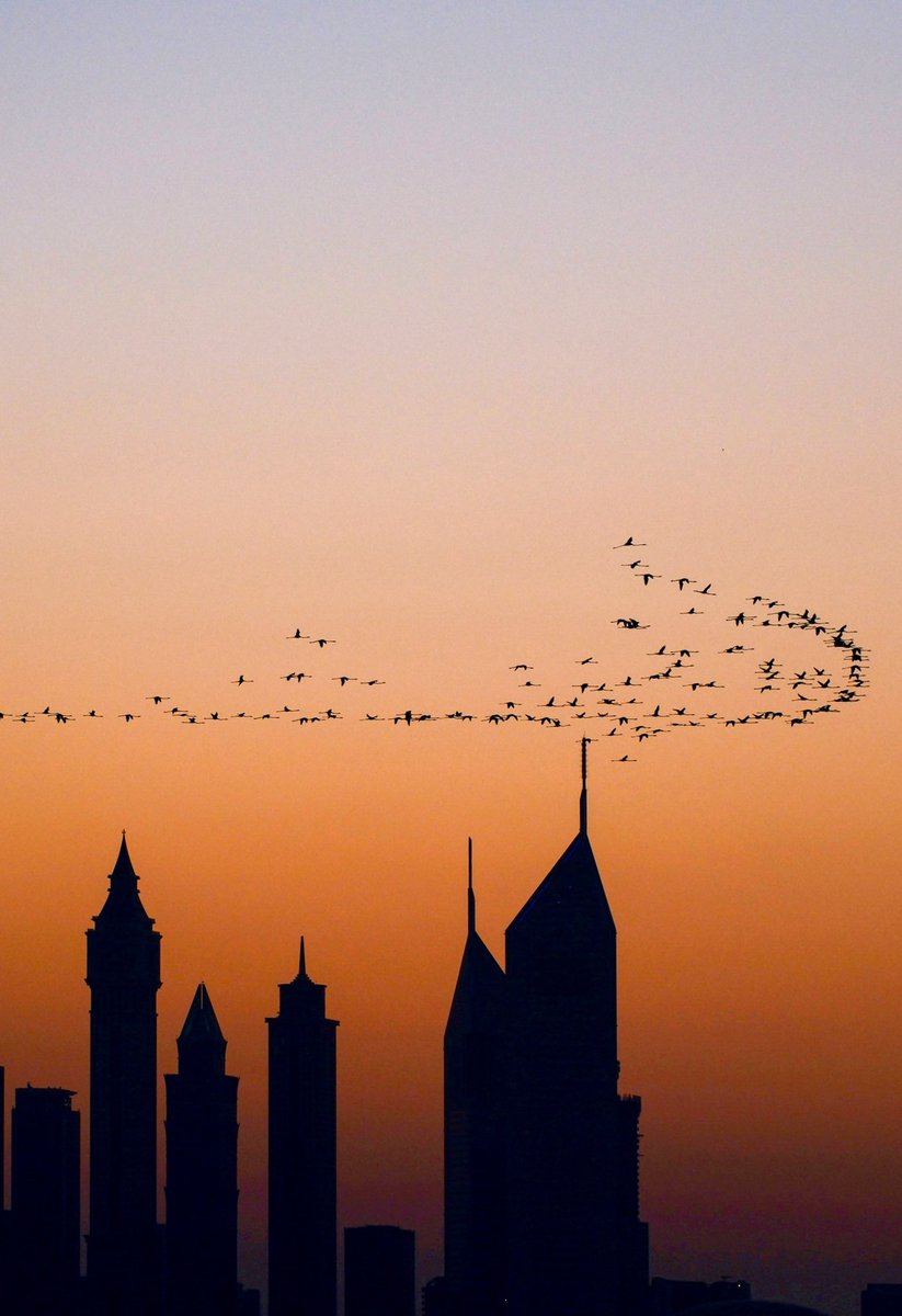 ALJVD1's tweet image. 