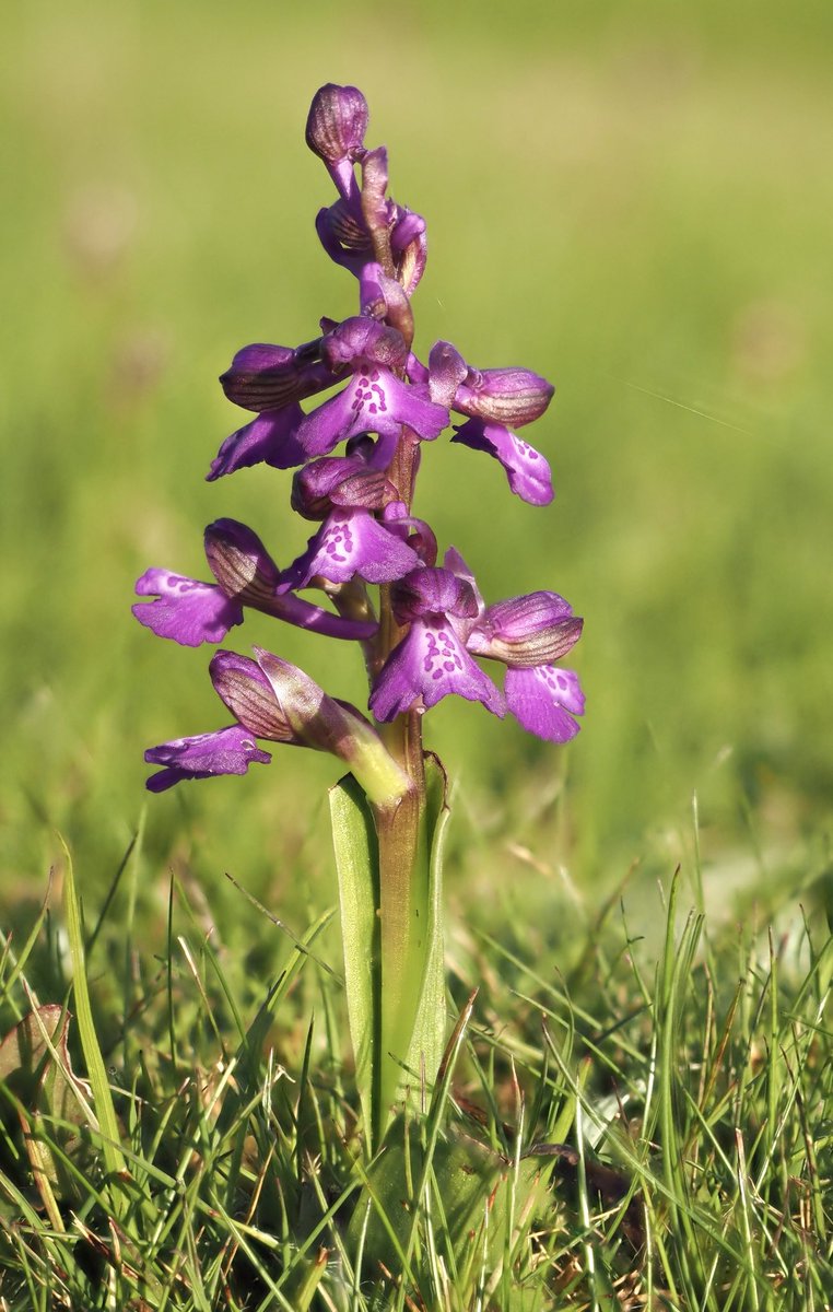 A cemetery full of Green-winged Orchids (Anacamptis morio) near Hailsham, East Sussex:
@Sussex_Botany @SussexWildlife @ukorchids
