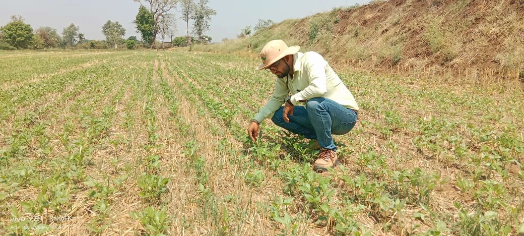 Farmers participatory trials of #Spring #Mungbean under #Zero_tillage promoted by @BISA__India @minmpkrishi @mpkrishi in #Madhya_Pradesh.

#ClimateResilientAgriculture 
@CIMMYT @CGIARclimate @rgosingh @Arunkum81057931