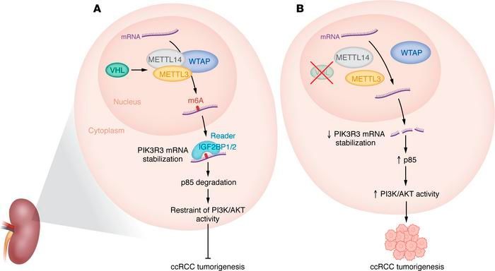 #Commentary: VHL governs m6A modification and PIK3R3 mRNA stability in clear cell renal cell carcinomas: buff.ly/3JkPJuz @BoyiGan @MDAndersonNews Related article: buff.ly/3JnBeGf