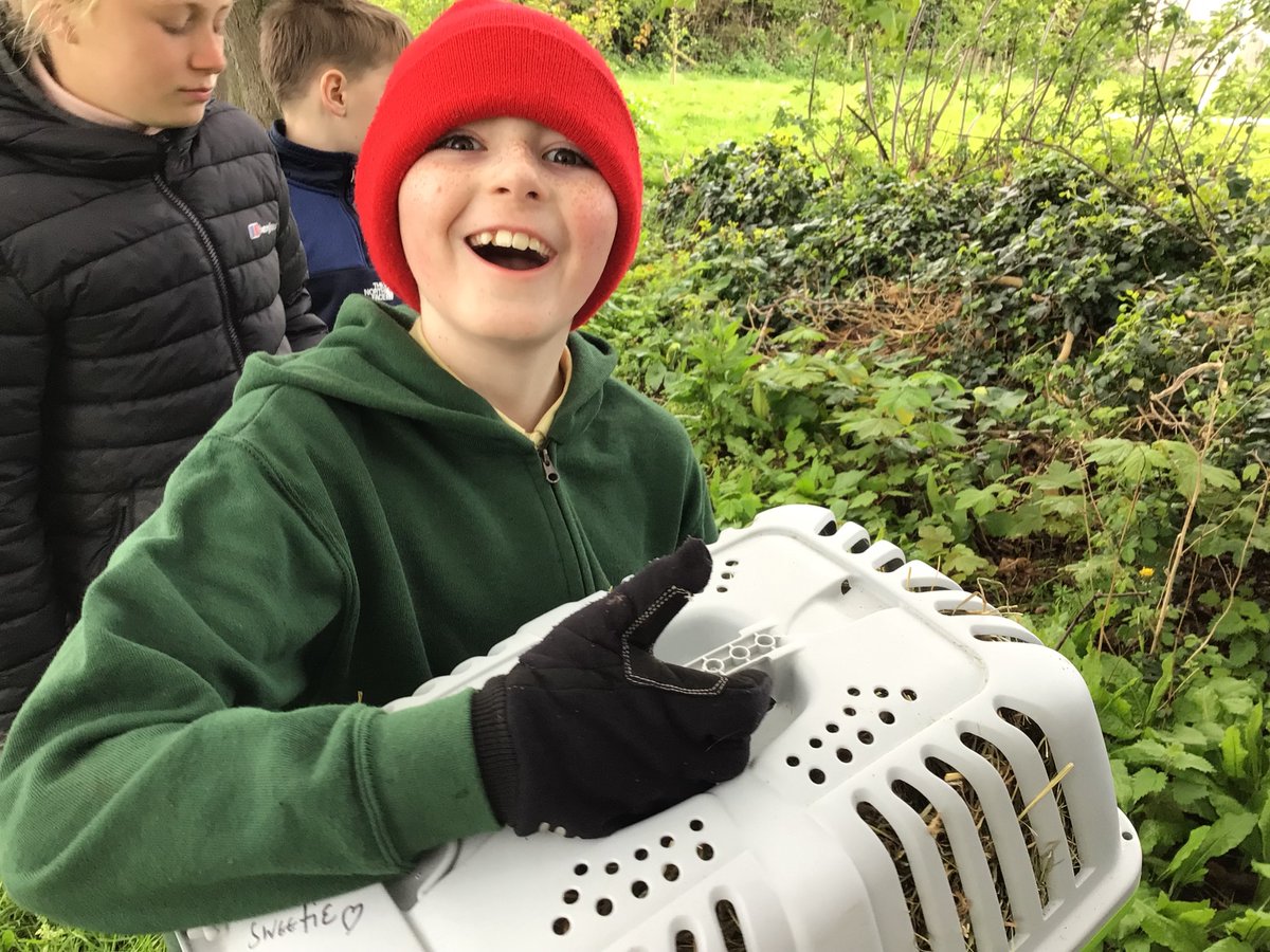 Am profiad gwych! Diolch Tracey!

Another 5 hedgehogs released on our school premises after being nursed and cared for by Prestatyn hedgehog help. 

We love supporting our community and doing what we can for local wildlife 🦔🦔🦔🦔