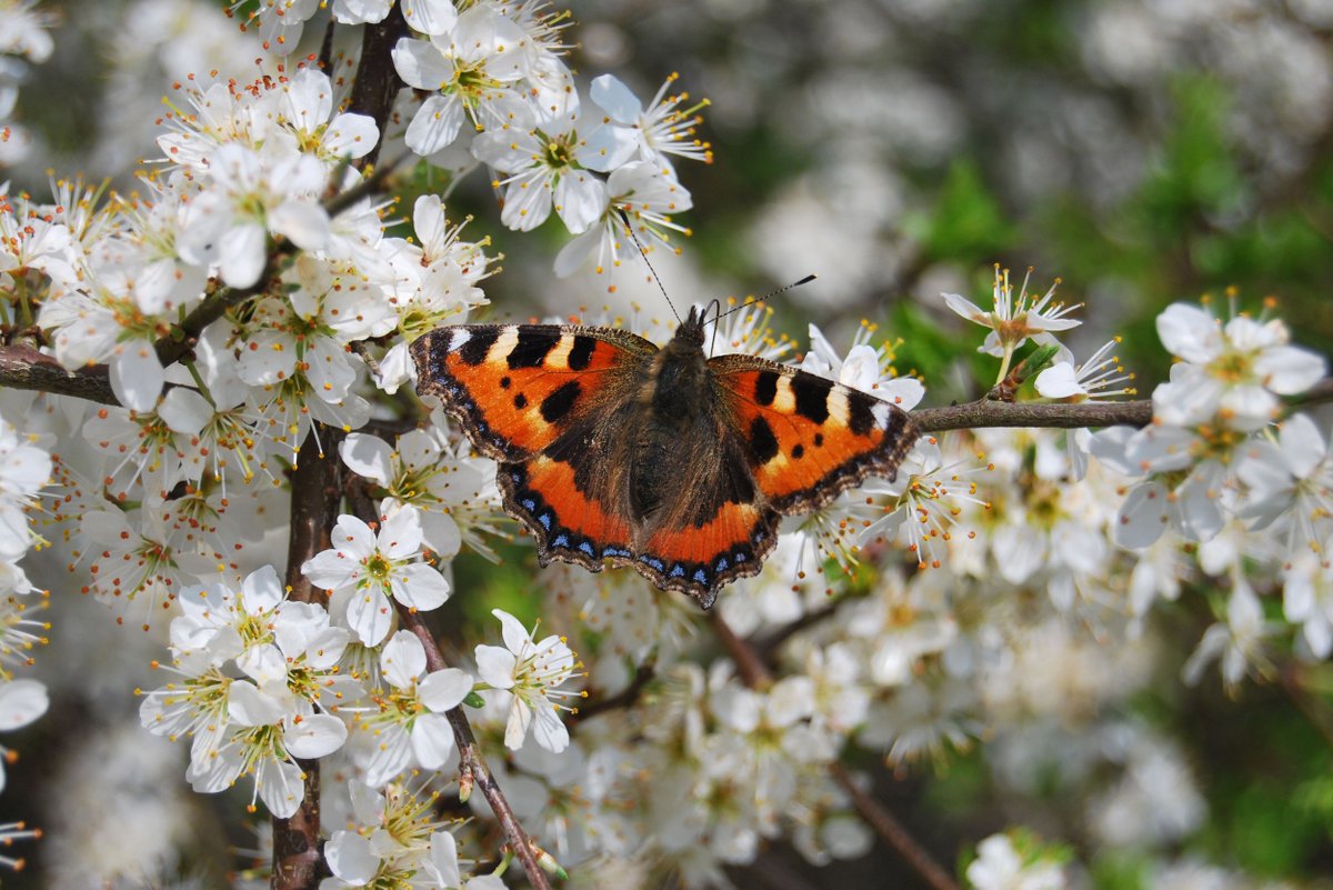 🦋Did you know butterflies also feed on #trees? The leaves of native tree species are the food plants of many caterpillars and ripe tree fruits like crab apple, wild cherry and pear provide valuable energy for butterflies in the autumn.  

Learn more here: woodlandtrust.org.uk/blog/2020/03/h…