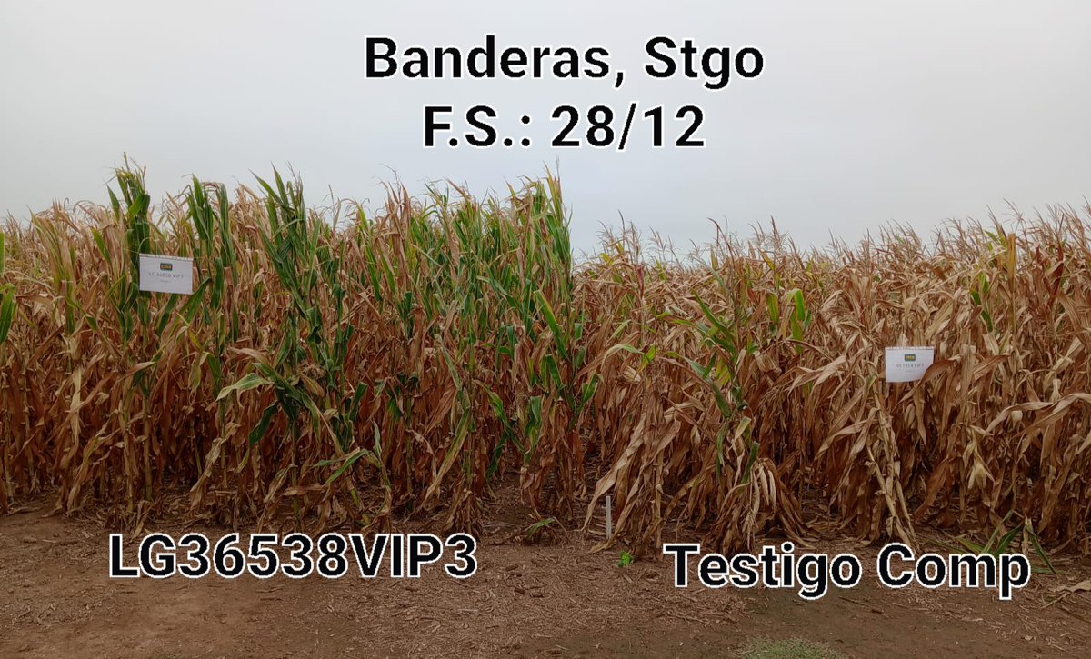 IngHCChaves's tweet photo. Preparando gira I&D @lgsemillas x Norte🇦🇷 semana próxima
Nicolas García me adelante estado #LG36538VIP3 en ensayos
🚩Banderas, Añatuya, Las Lajitas, P del Infierno
🫣 como sabemos, fuertes daños por #Spiroplasma en todas las Loc
seguimos aprendiendo💪
@DiegoAlonso1980 @cgssarria https://t.co/8FW6eudNN9