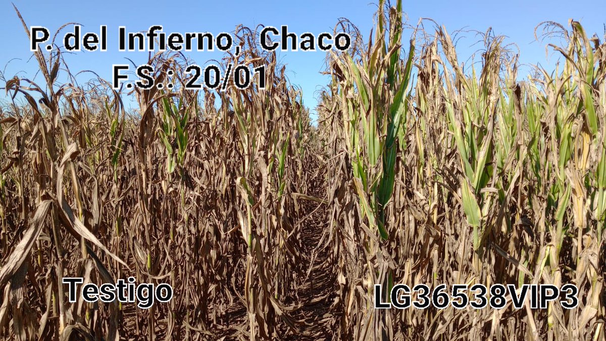 Preparando gira I&amp;D <a href="/lgsemillas/">LG SEMILLAS 🌽🌻🌾🌱</a> x Norte🇦🇷 semana próxima
Nicolas García me adelante estado #LG36538VIP3 en ensayos
🚩Banderas, Añatuya, Las Lajitas, P del Infierno
🫣 como sabemos, fuertes daños por #Spiroplasma en todas las Loc
seguimos aprendiendo💪
<a href="/DiegoAlonso1980/">Diego Alonso</a> <a href="/cgssarria/">Cristian Sarria</a>