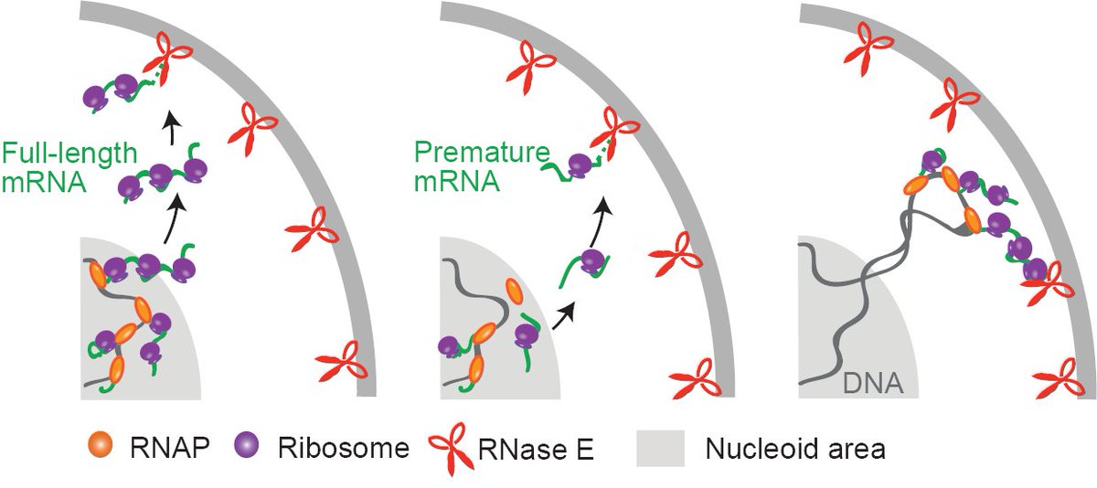 Sangjin Kim (@sjkimlab) on Twitter photo Coupled or not coupled? In this preprint, we explored conditions that affect coupling (or uncoupling) between transcription, translation, and mRNA degradation in bacteria.
biorxiv.org/content/10.110… Coupled or not coupled? In this preprint, we explored conditions that affect coupling (or uncoupling) between transcription, translation, and mRNA degradation in bacteria.
biorxiv.org/content/10.110…