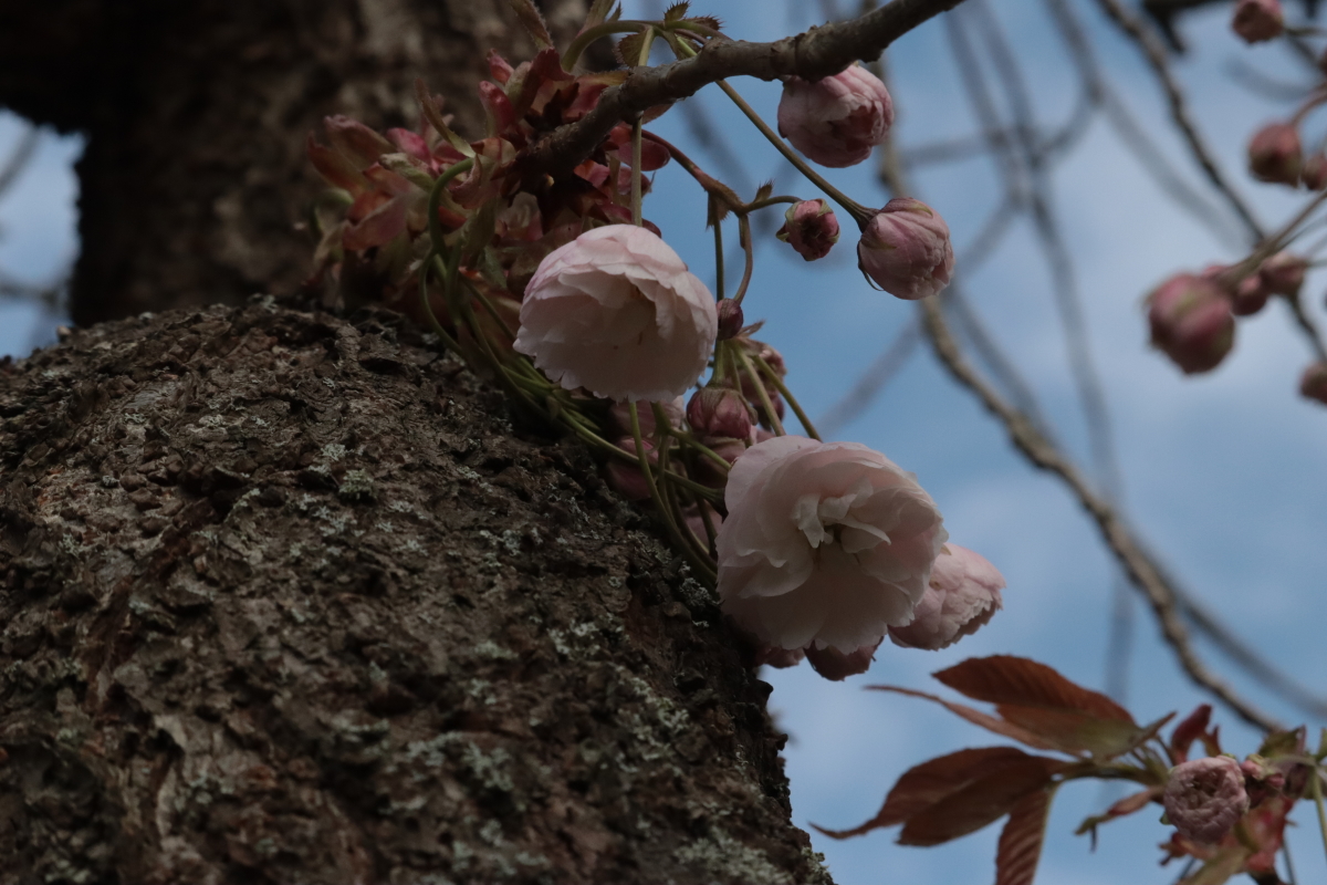 #photo #photography #foto #fotografie #trees #beauty #blossoms #macro
