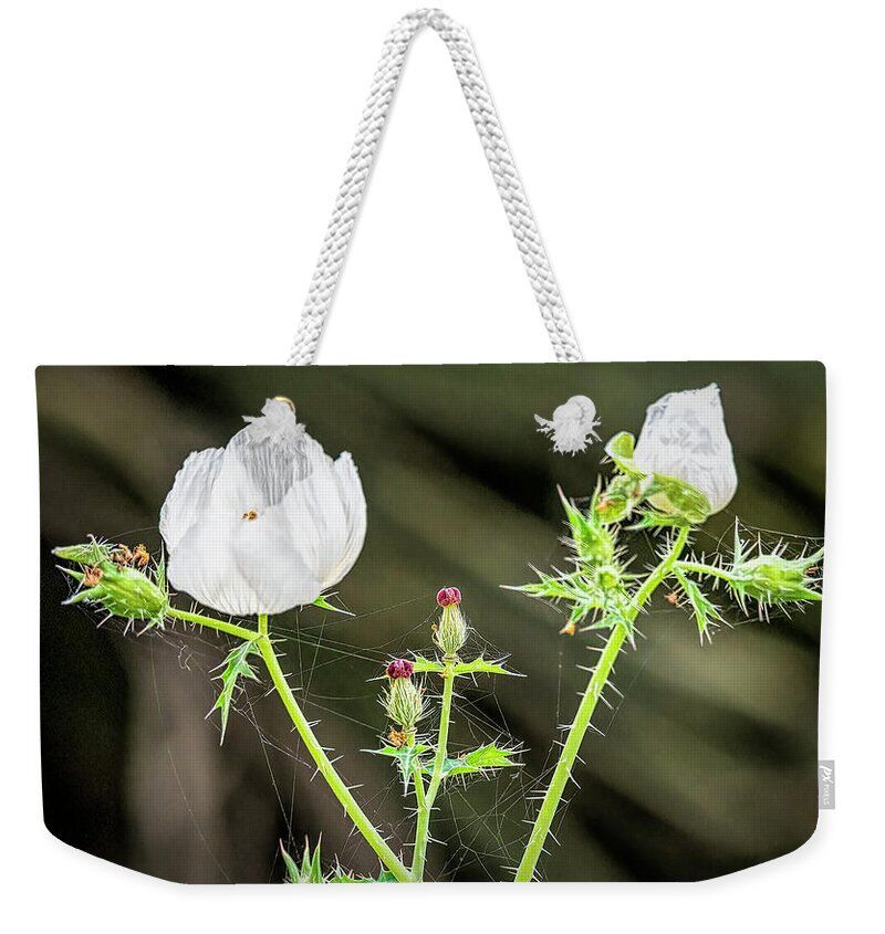 'Spring Beginnings' #Weekender #Tote #Bag by Debra Martz 

Available Here: debra-martz.pixels.com/featured/sprin…

#wildflower #poppy #white #flowers #nature #NaturePhotography #photography #PhotographyIsArt #BuyIntoArt #AYearForArt #SpringForArt