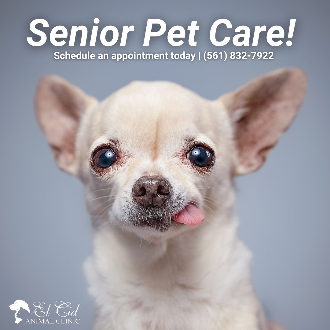 🐩💟Is your senior pet in need of some TLC? Senior screenings can help catch early stages of concern. Schedule an appointment today. 

🌐 elcidanimalclinic.com/services/senio…
☎️ (561) 832-7922

#ElCidAnimalClinic #SeniorPet #SeniorPetCare #SeniorScreening #TLC #Chihuahua #SeniorChihuahua