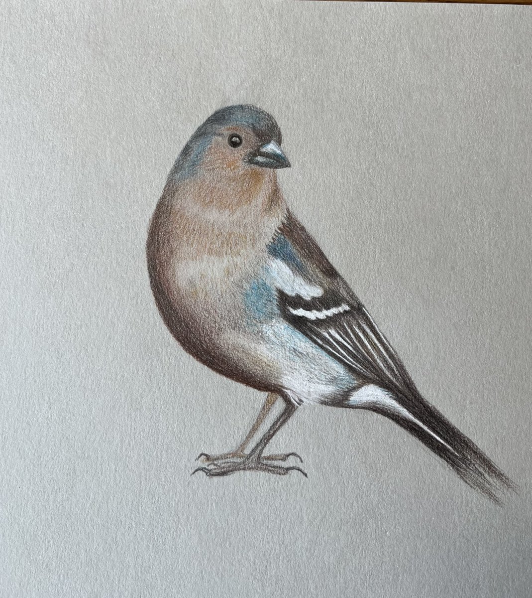 Stages of chaffinch drawing.

#Art #wildlife #birds #creatives