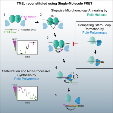 Sequential requirements for distinct Polθ domains during theta-mediated end joining dlvr.it/T5kL0F