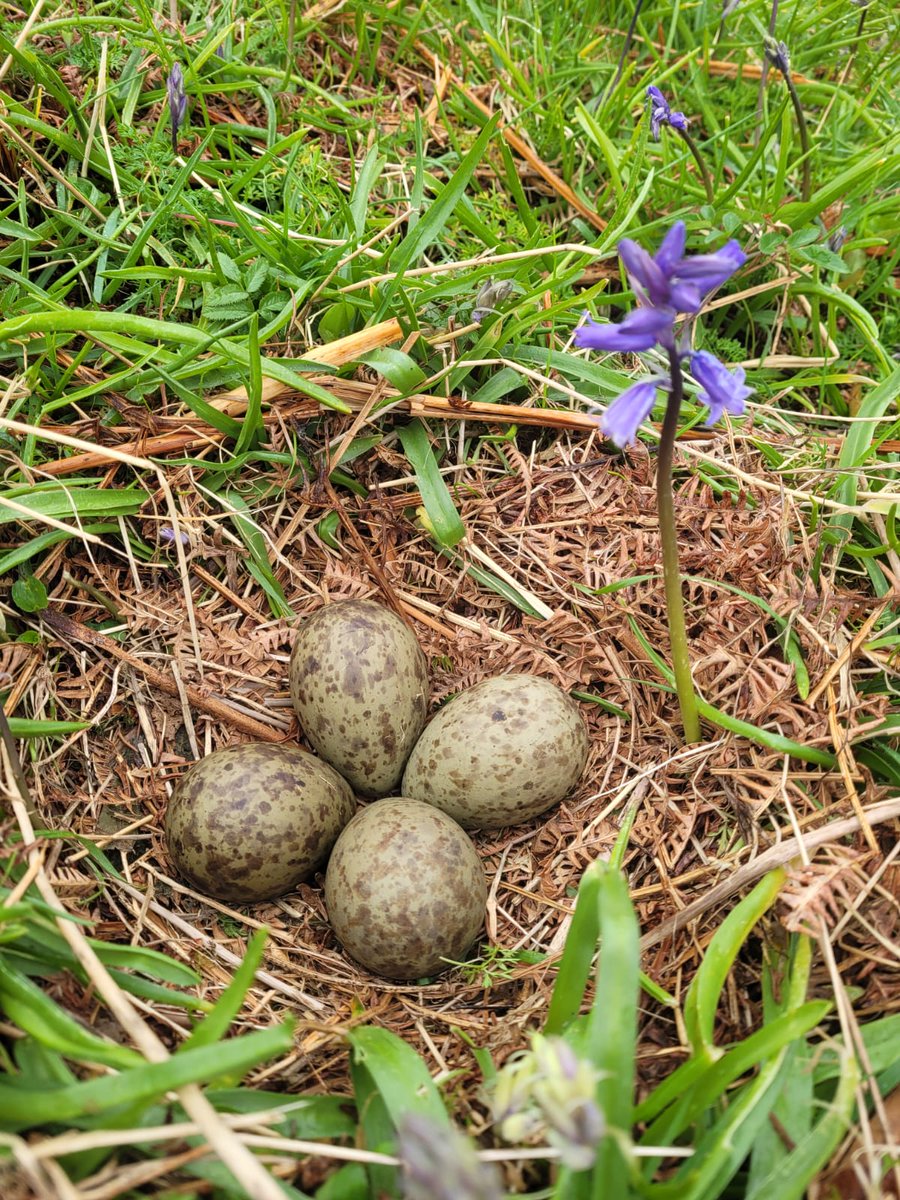 The #WorldCurlewDay 2024 prize for #Curlew Interior Design goes to the creative pair behind this nest, found this week on one of the Lough Erne islands. They have gone for a lovely spring floral theme 🪻🥀🌻 📷Amy Burns @RSPBNI