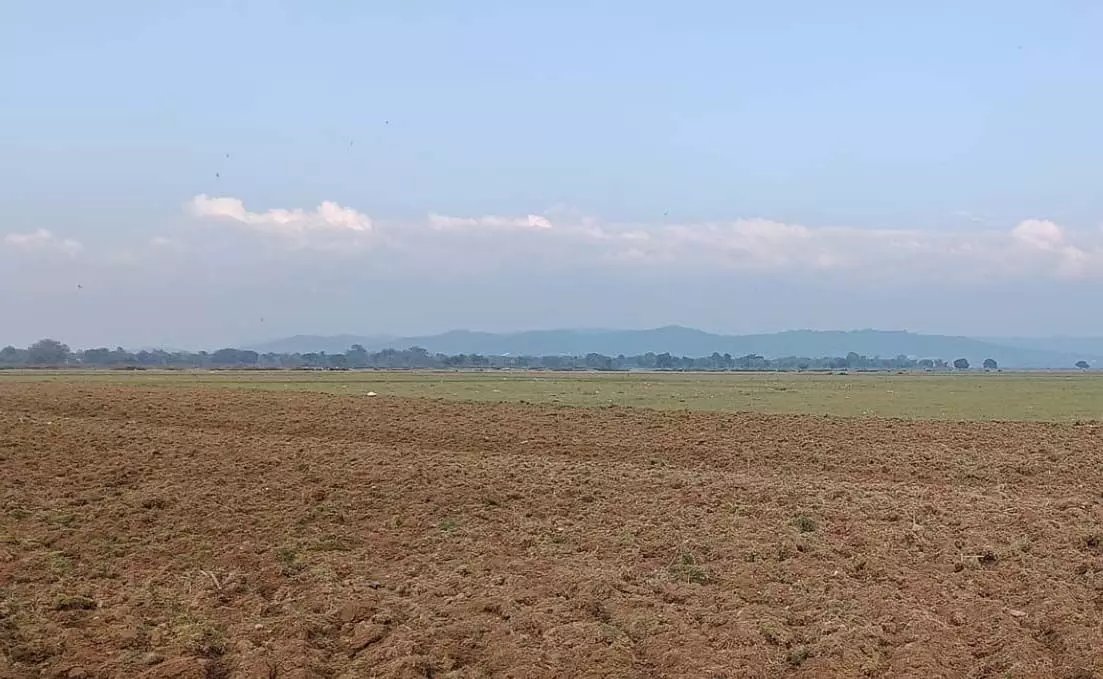 Locals can be such jackasses too!! -- Under cover of crops, migratory birds hunted at Pong Lake. Farming allowed this year on forest land by Congress resulting in less birds Harvest time is now - can result in even more deaths and pollution by burning #himachalpradesh