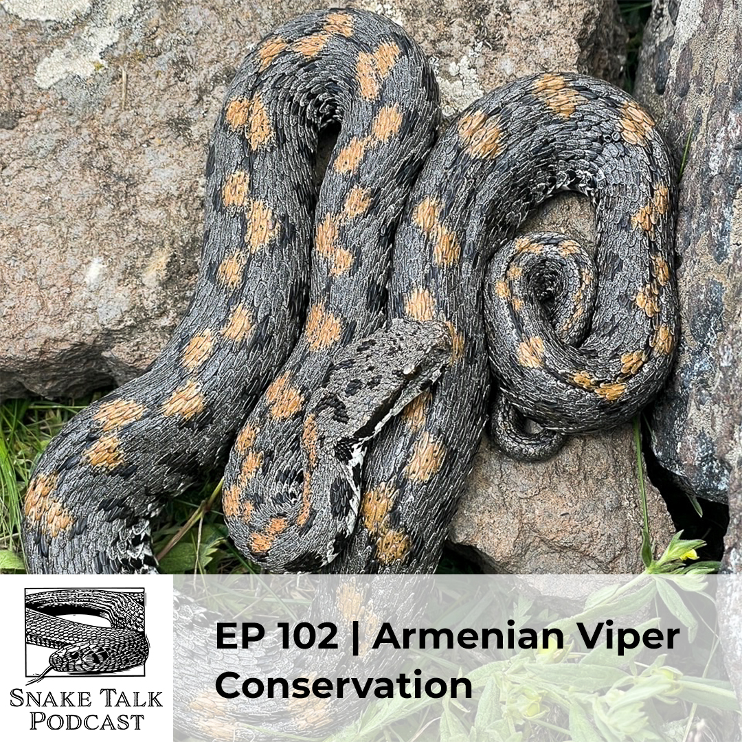 Dr. Jenkins sits down with Dr. Jeff Ettling to talk about the conservation of Armenian #Vipers. They discuss vipers from the region, and aspects of Armenian Viper research - spatial ecology, prey availability, genetics, and the impact of human disturbance. oriannesociety.org/snake-talk/