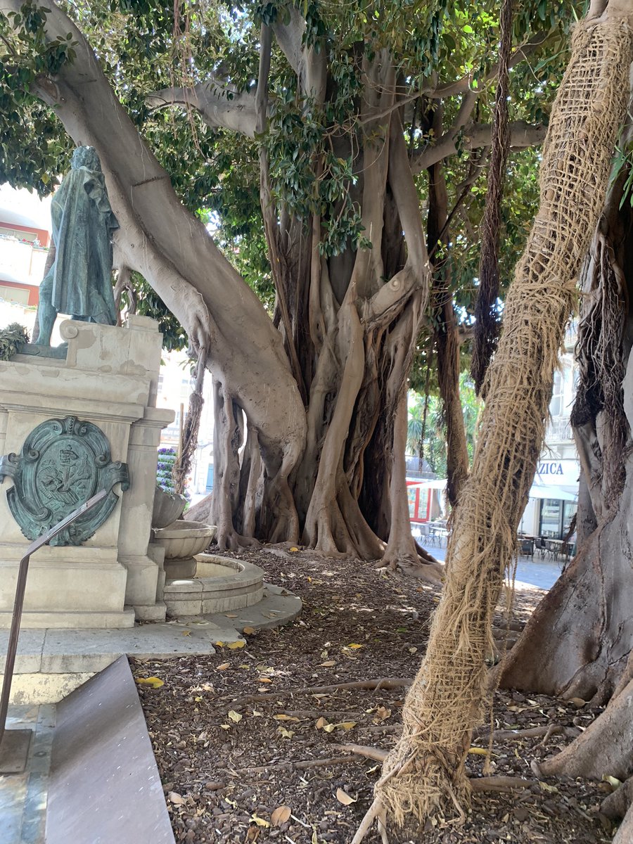 We were fortunate to see the trees in the Plaza de San Francisco in #Cartagena they are Moreton Bay Fig (Ficus macrophylla) trees and they were planted there in 1826. It’s on one of the top ten trees to visit in Spain. #trees